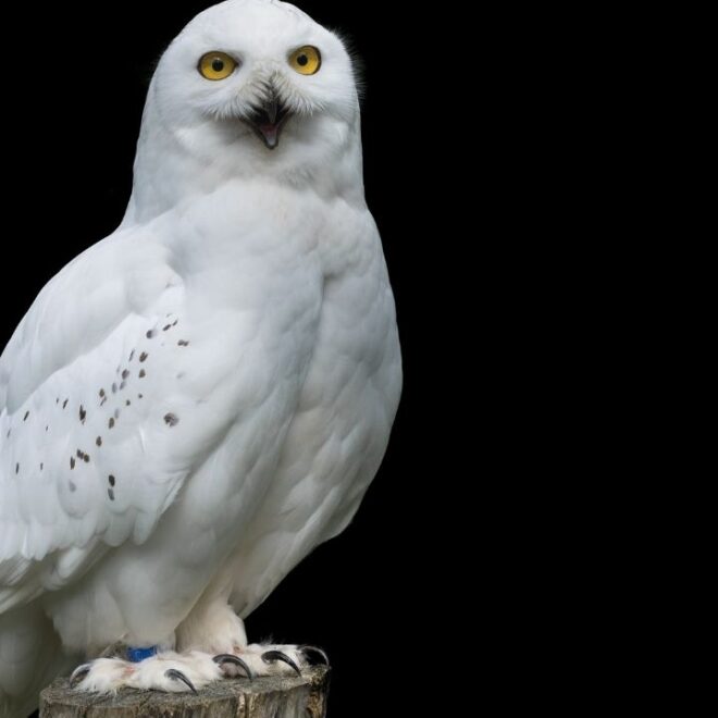 What Does It Mean If You See A White Owl