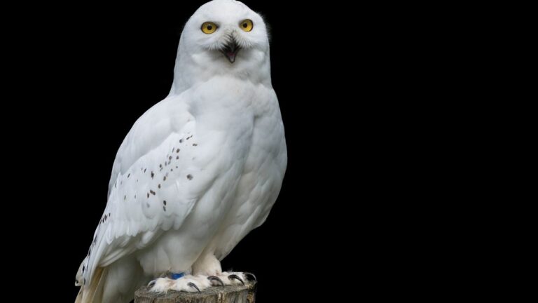 What Does It Mean If You See A White Owl