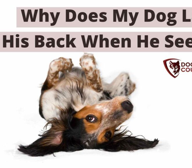 What Does It Mean When Dog Lays On Back