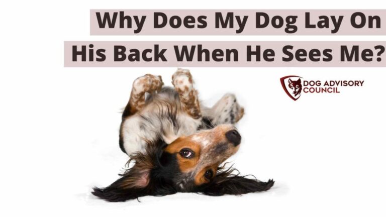 What Does It Mean When Dog Lays On Back