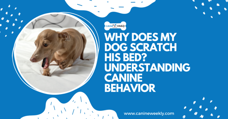What Does It Mean When A Dog Scratches The Bed