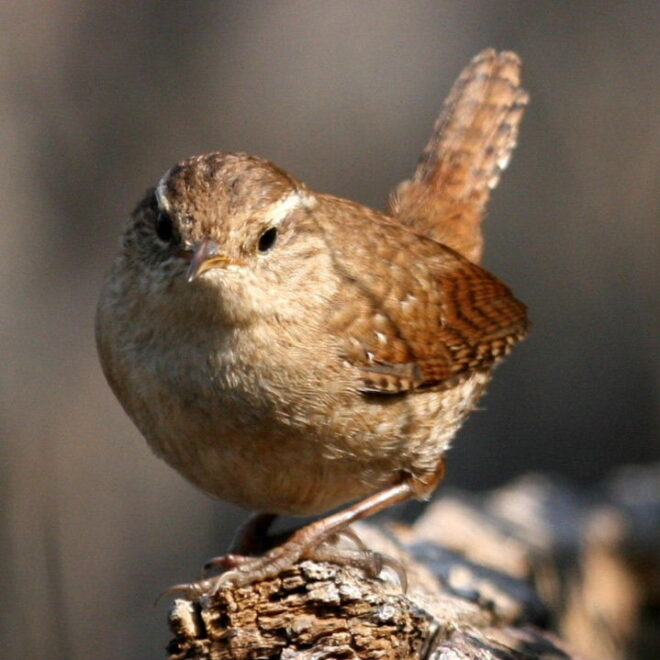 What Does It Mean When A Wren Visits You