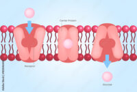 What Do Facilitated Diffusion and Active Transport Have in Common? Cell Transport Explained