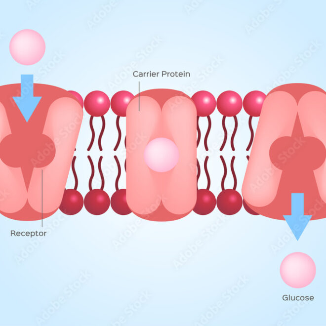 What Do Facilitated Diffusion and Active Transport Have in Common? Cell Transport Explained