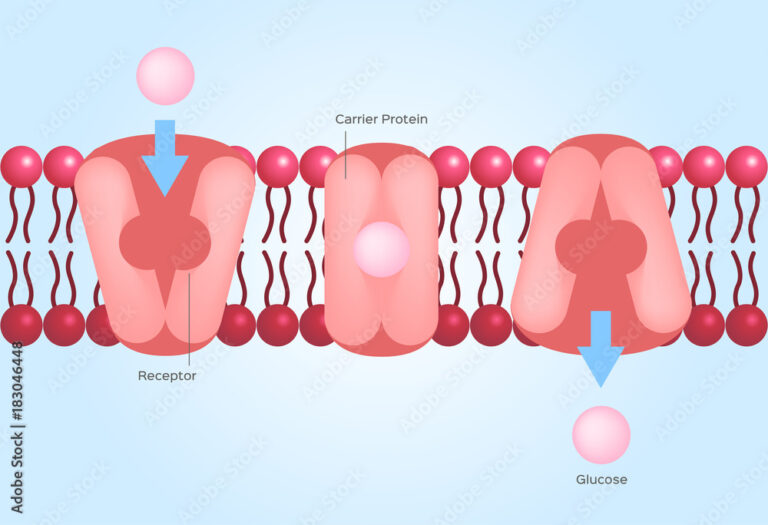 What Do Facilitated Diffusion and Active Transport Have in Common? Cell Transport Explained