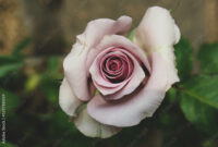 What Do Purple Roses Represent? Romance Mystery and Royalty