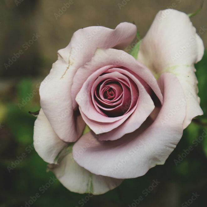 What Do Purple Roses Represent? Romance Mystery and Royalty