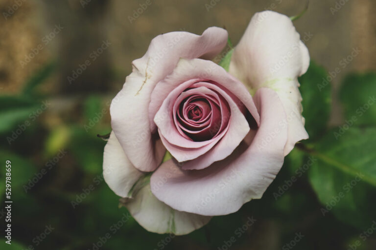 What Do Purple Roses Represent? Romance Mystery and Royalty