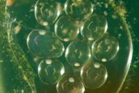 What Do Aquarium Snail Eggs Look Like? Identification and Removal Tips