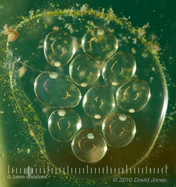 What Do Aquarium Snail Eggs Look Like? Identification and Removal Tips