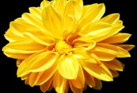 What Do Yellow Flowers Mean? Joy Friendship and Symbolism