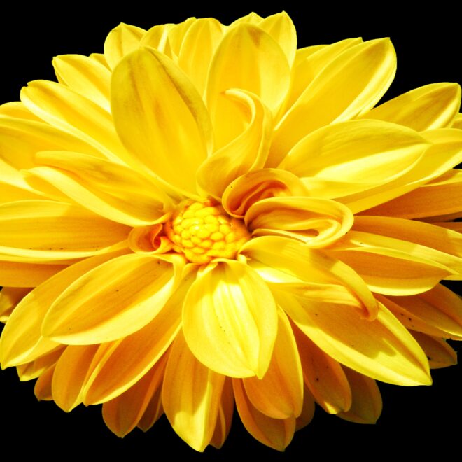 What Do Yellow Flowers Mean? Joy Friendship and Symbolism