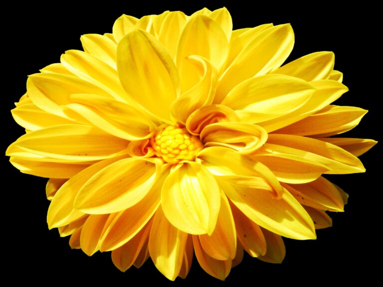 What Do Yellow Flowers Mean? Joy Friendship and Symbolism