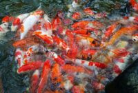 What Do Koi Eat? Feeding Tips for Healthy Vibrant Fish