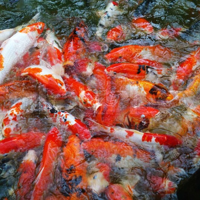What Do Koi Eat? Feeding Tips for Healthy Vibrant Fish