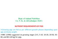 What Do You Feed Pigs? Balanced Diets for Healthy Growth