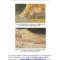What Do Fascia Adhesions Feel Like? Symptoms Causes and Relief Options