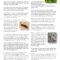 What Do Wooly Bears Eat? Caterpillar Diet and Habitat Guide