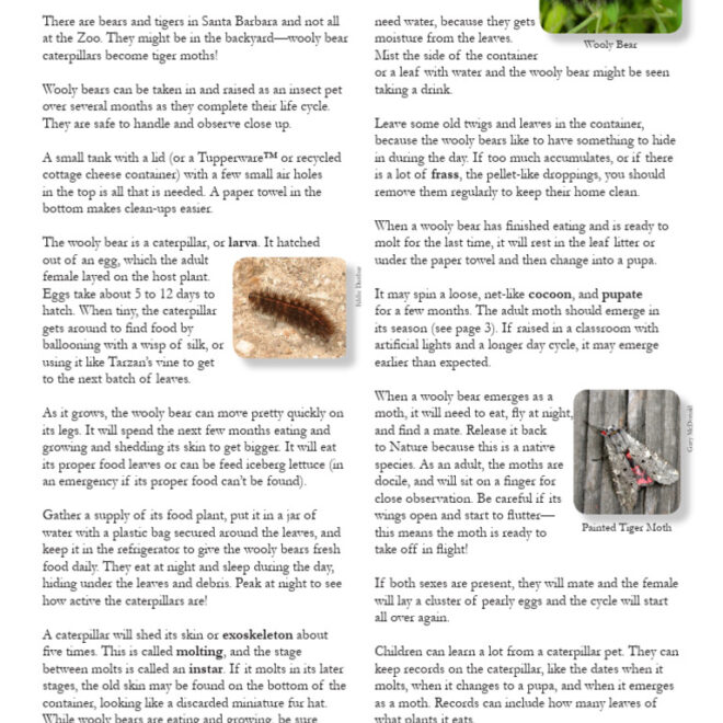 What Do Wooly Bears Eat? Caterpillar Diet and Habitat Guide