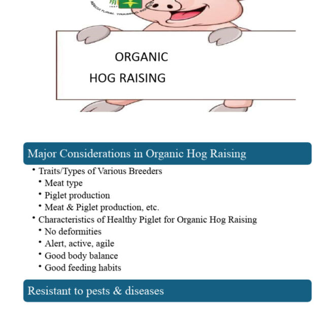 What Do Hogs Eat? Natural Diets Farm Feeding and Growth Tips