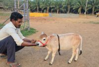 What Do Mini Cows Eat? Feeding Guide for Healthy Micro Cattle
