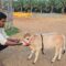 What Do Mini Cows Eat? Feeding Guide for Healthy Micro Cattle