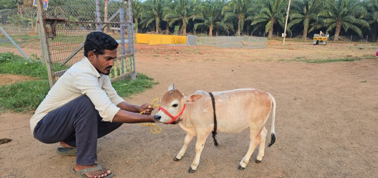 What Do Mini Cows Eat? Feeding Guide for Healthy Micro Cattle
