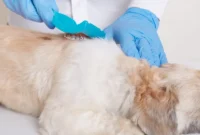 What Do Ringworms Look Like on Dogs? Symptoms Photos and Treatment Tips