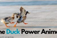What Do Ducks Symbolize? Love Adaptability and Spiritual Meaning