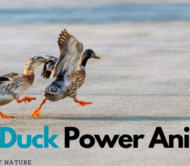 What Do Ducks Symbolize? Love Adaptability and Spiritual Meaning