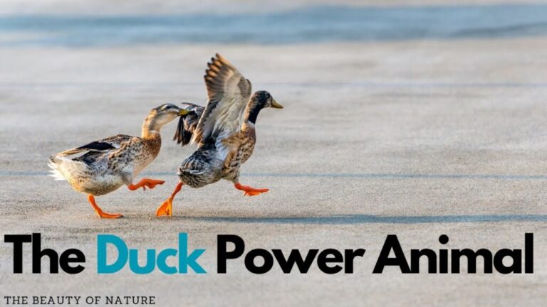 What Do Ducks Symbolize? Love Adaptability and Spiritual Meaning