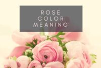 What Do Rose Colors Symbolize? A Complete Guide to Floral Meanings