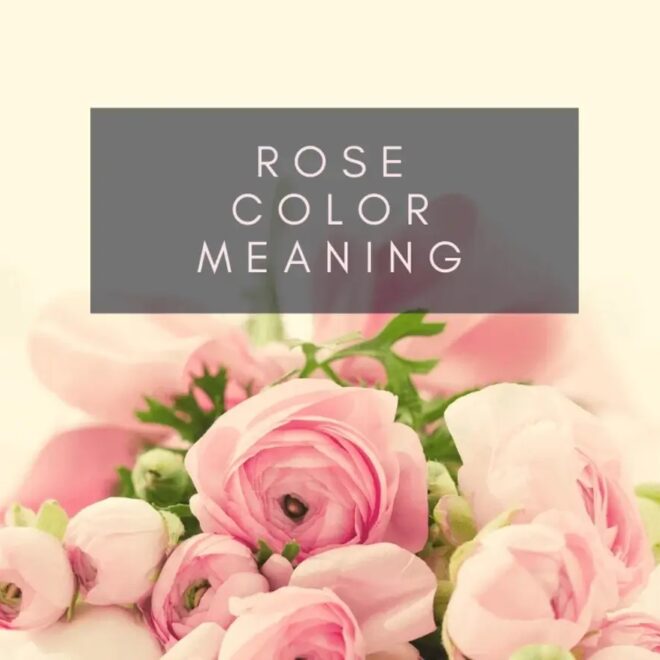 What Do Rose Colors Symbolize? A Complete Guide to Floral Meanings
