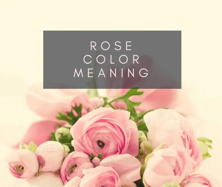 What Do Rose Colors Symbolize? A Complete Guide to Floral Meanings