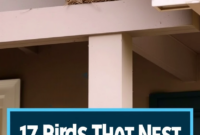 Birds That Nest in Buildings: Common Species and How to Deter Them Safely