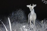 What Do Deer See? Vision Night Sight and Color Perception Explained
