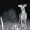 What Do Deer See? Vision Night Sight and Color Perception Explained