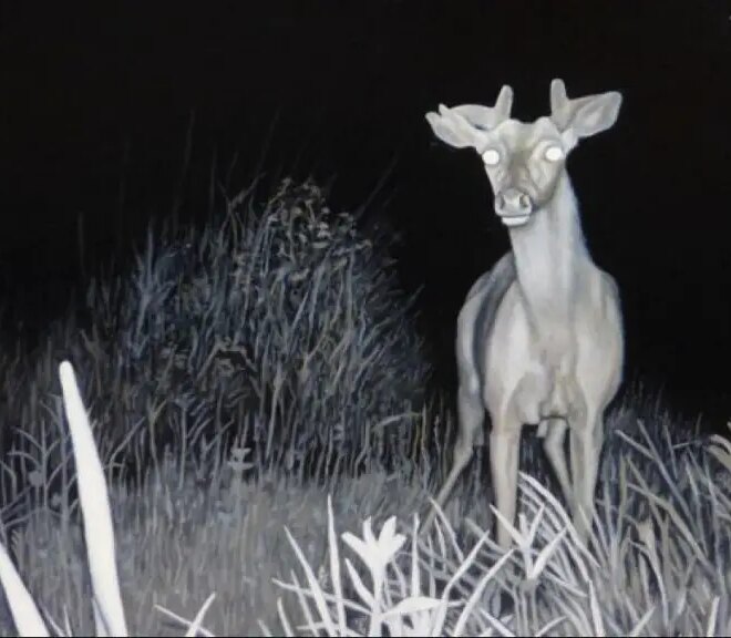 What Do Deer See? Vision Night Sight and Color Perception Explained