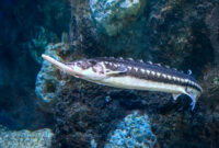 What Do Sturgeon Fish Eat? Natural Diets and Aquarium Care