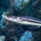 What Do Sturgeon Fish Eat? Natural Diets and Aquarium Care