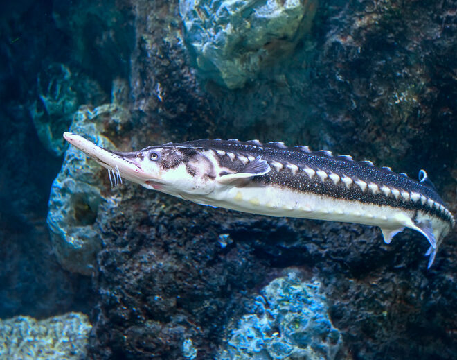 What Do Sturgeon Fish Eat? Natural Diets and Aquarium Care