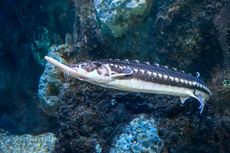 What Do Sturgeon Fish Eat? Natural Diets and Aquarium Care