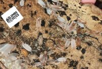 What Do Isopods Eat? Bioactive Tank Cleanup Crew Feeding Guide