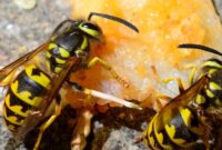 What Do Red Wasps Eat? Beneficial Predators in Your Garden