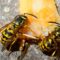 What Do Red Wasps Eat? Beneficial Predators in Your Garden