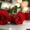 What Do Pink Roses Represent? Symbolism Across Cultures and Occasions