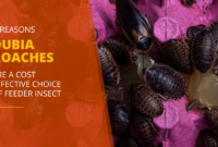 What Do Dubia Roaches Eat? Feeding Guide for Healthy Colonies