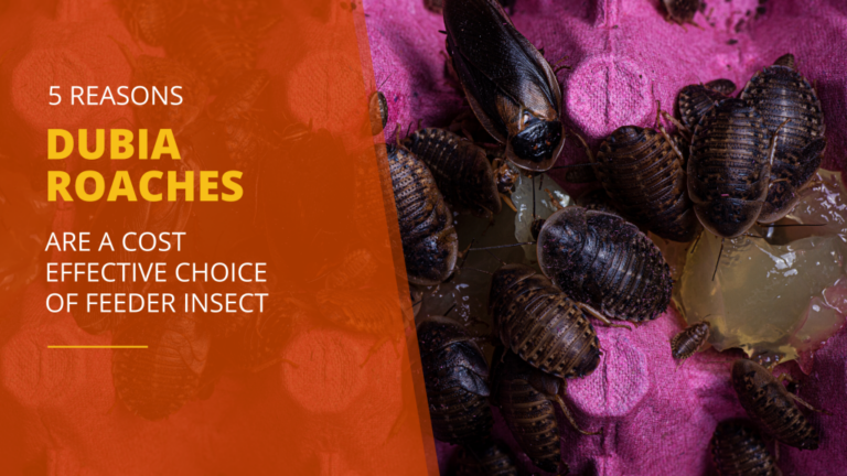 What Do Dubia Roaches Eat? Feeding Guide for Healthy Colonies