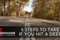 What Do You Do When You Hit a Deer? Safety Steps and Insurance Tips