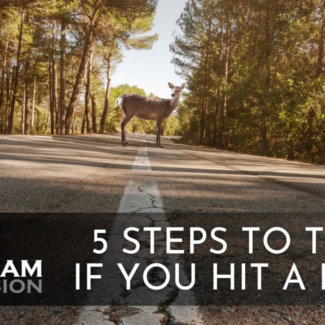 What Do You Do When You Hit a Deer? Safety Steps and Insurance Tips